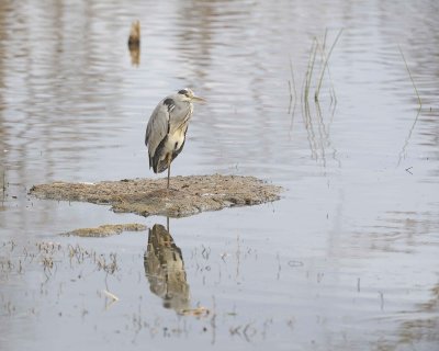 Heron, Blue-010913-Lake Nakuru National Park, Kenya-#0224.jpg