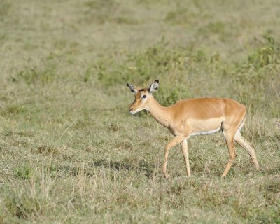 Impala, Ewe-010913-Lake Nakuru National Park, Kenya-#0937.jpg
