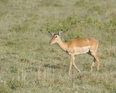 Impala, Ewe-010913-Lake Nakuru National Park, Kenya-#0938.jpg