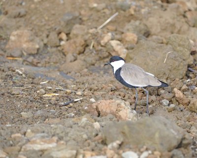 Gallery of Spur-winged Lapwing