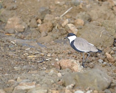 Lapwing, Spur-winged-010913-Lake Nakuru National Park, Kenya-#0072.jpg