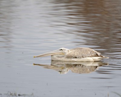 Pelican, Great White, Juvenile-010913-Lake Nakuru National Park, Kenya-#0241.jpg