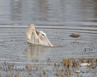 Pelican, Great White, Juvenile-010913-Lake Nakuru National Park, Kenya-#0347.jpg