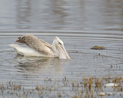 Pelican, Great White, Juvenile-010913-Lake Nakuru National Park, Kenya-#0353.jpg