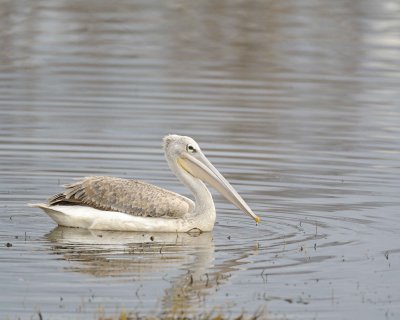 Pelican, Great White, Juvenile-010913-Lake Nakuru National Park, Kenya-#0370.jpg