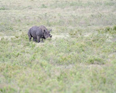 Rhinoceros, Black-010913-Lake Nakuru National Park, Kenya-#0464.jpg