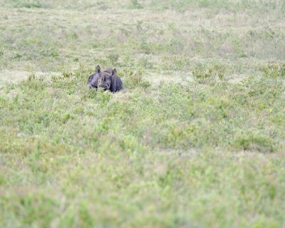 Rhinoceros, Black-010913-Lake Nakuru National Park, Kenya-#0530.jpg