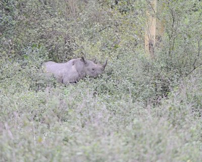 Rhinoceros, Black-010913-Lake Nakuru National Park, Kenya-#1275.jpg