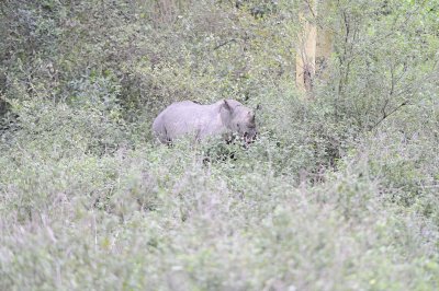 Rhinoceros, Black-010913-Lake Nakuru National Park, Kenya-#1284.jpg