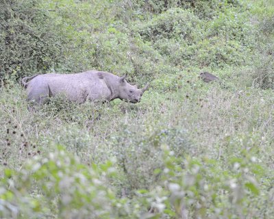Rhinoceros, Black-010913-Lake Nakuru National Park, Kenya-#1309.jpg