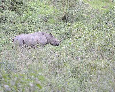 Rhinoceros, Black-010913-Lake Nakuru National Park, Kenya-#1325.jpg