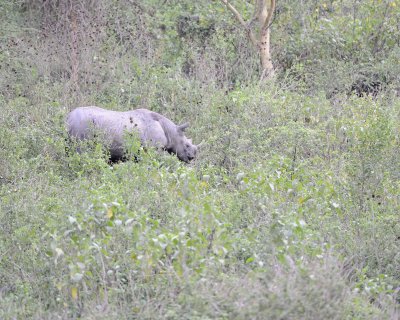 Rhinoceros, Black-010913-Lake Nakuru National Park, Kenya-#1363.jpg