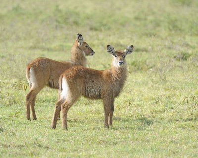 Waterbuck, Defassa, 2 Calves-010913-Lake Nakuru National Park, Kenya-#0959.jpg