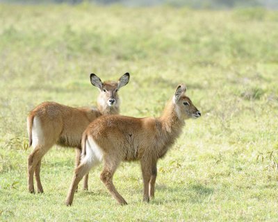 Waterbuck, Defassa, 2 Calves-010913-Lake Nakuru National Park, Kenya-#0971.jpg