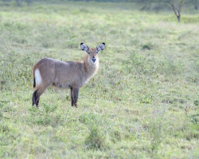 Waterbuck, Defassa, Calf-010913-Lake Nakuru National Park, Kenya-#0743.jpg