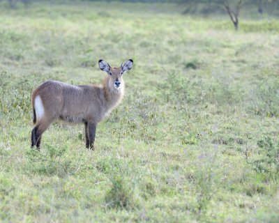 Waterbuck, Defassa, Calf-010913-Lake Nakuru National Park, Kenya-#0744.jpg