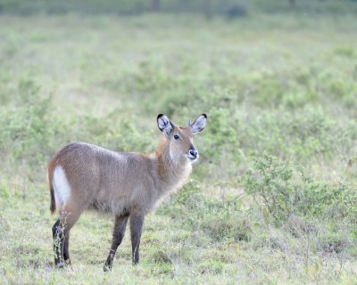 Waterbuck, Defassa, Calf-010913-Lake Nakuru National Park, Kenya-#0781.jpg