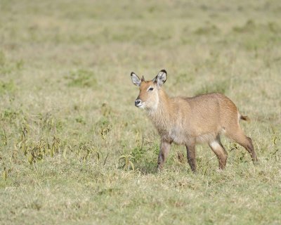 Waterbuck, Defassa, Calf-010913-Lake Nakuru National Park, Kenya-#0943.jpg