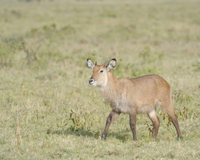 Waterbuck, Defassa, Calf-010913-Lake Nakuru National Park, Kenya-#0951.jpg
