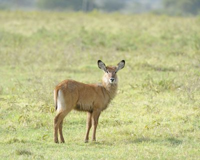 Waterbuck, Defassa, Calf-010913-Lake Nakuru National Park, Kenya-#0986.jpg
