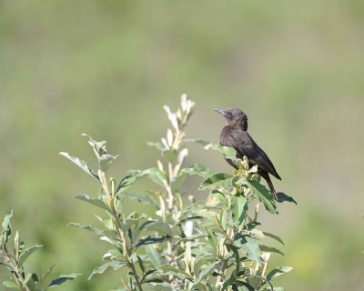 Anteater-chat, Southern, Male-011013-Lake Nakuru National Park, Kenya-#1525.jpg