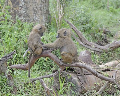 Baboon, Olive, 2 Juveniles-011013-Lake Nakuru National Park, Kenya-#4527.jpg