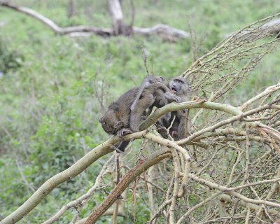 Baboon, Olive, 3 Juveniles playing-011013-Lake Nakuru National Park, Kenya-#4585.jpg