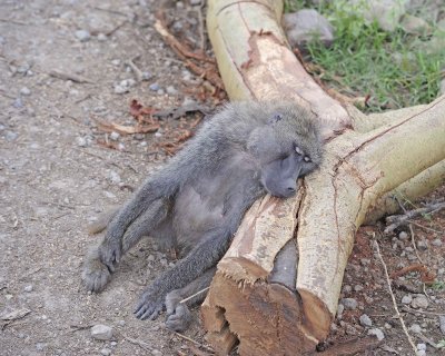 Baboon, Olive, Female-011013-Lake Nakuru National Park, Kenya-#4557.jpg