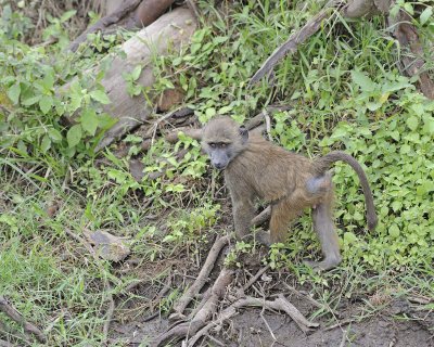 Baboon, Olive, Juvenile-011013-Lake Nakuru National Park, Kenya-#4464.jpg
