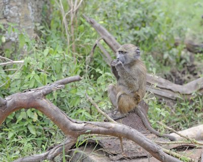 Baboon, Olive, Juvenile-011013-Lake Nakuru National Park, Kenya-#4470.jpg