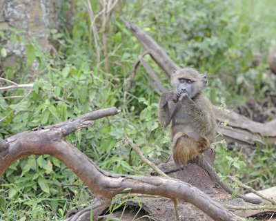 Baboon, Olive, Juvenile-011013-Lake Nakuru National Park, Kenya-#4483.jpg