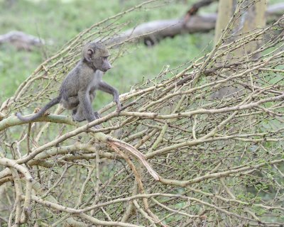 Baboon, Olive, Juvenile-011013-Lake Nakuru National Park, Kenya-#4631.jpg