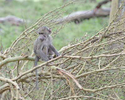 Baboon, Olive, Juvenile-011013-Lake Nakuru National Park, Kenya-#4634.jpg