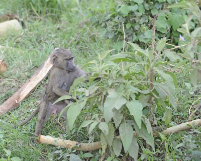 Baboon, Olive, Juvenile-011013-Lake Nakuru National Park, Kenya-#4673.jpg