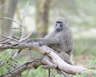 Baboon, Olive-011013-Lake Nakuru National Park, Kenya-#3118.jpg