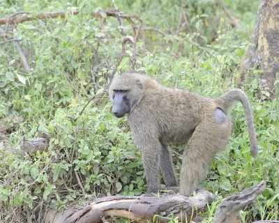 Baboon, Olive-011013-Lake Nakuru National Park, Kenya-#4494.jpg