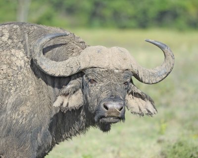 Buffalo, Cape, Head covered in mud-011013-Lake Nakuru National Park, Kenya-#2389.jpg