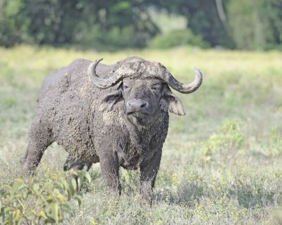 Buffalo, Cape, covered in mud-011013-Lake Nakuru National Park, Kenya-#2445.jpg