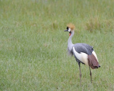 Crane, Grey Crowned-011013-Lake Nakuru National Park, Kenya-#4239.jpg
