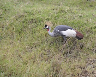 Crane, Grey Crowned-011013-Lake Nakuru National Park, Kenya-#4699.jpg
