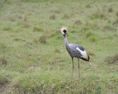 Crane, Grey Crowned-011013-Lake Nakuru National Park, Kenya-#4745.jpg
