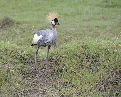 Crane, Grey Crowned-011013-Lake Nakuru National Park, Kenya-#4779.jpg