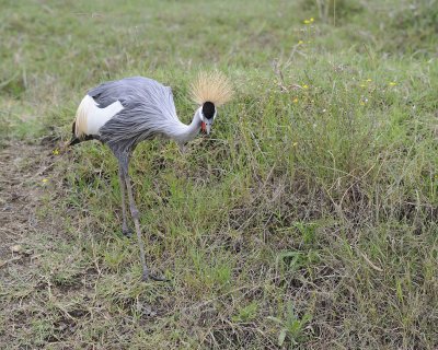 Crane, Grey Crowned-011013-Lake Nakuru National Park, Kenya-#4787.jpg