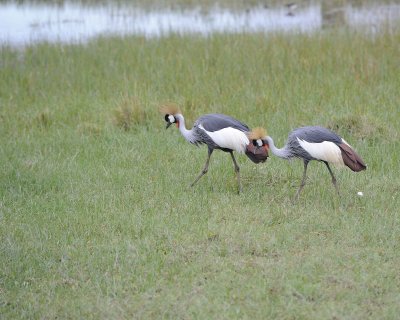 Crane, Grey Crowned-011013-Lake Nakuru National Park, Kenya-#4808.jpg
