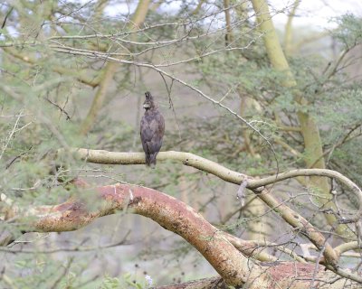 Gallery of Long-crested Eagle