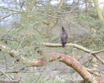 Eagle, Long-crested-011013-Lake Nakuru National Park, Kenya-#2814.jpg