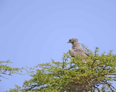Eagle, Martial, immature-011013-Lake Nakuru National Park, Kenya-#1660.jpg