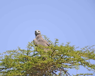 Eagle, Martial, immature-011013-Lake Nakuru National Park, Kenya-#1663.jpg