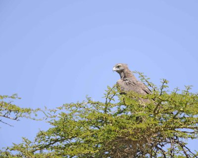 Eagle, Martial, immature-011013-Lake Nakuru National Park, Kenya-#1669.jpg