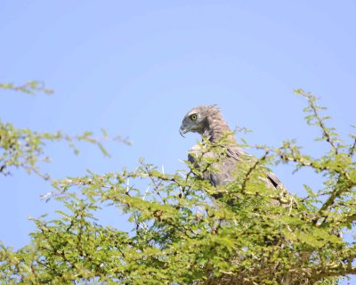 Eagle, Martial, immature-011013-Lake Nakuru National Park, Kenya-#1682.jpg